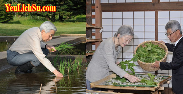 Lễ tịch điền ở Nhật Bản với Nhật Hoàng Akihito và hoàng hậu Michiko